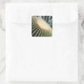 Cactus Sticker (Tas)
