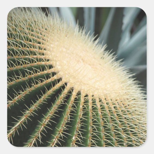 Cactus Sticker (Voorkant)