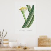 Cactus/Succulent Illustratie Poster (Keuken)