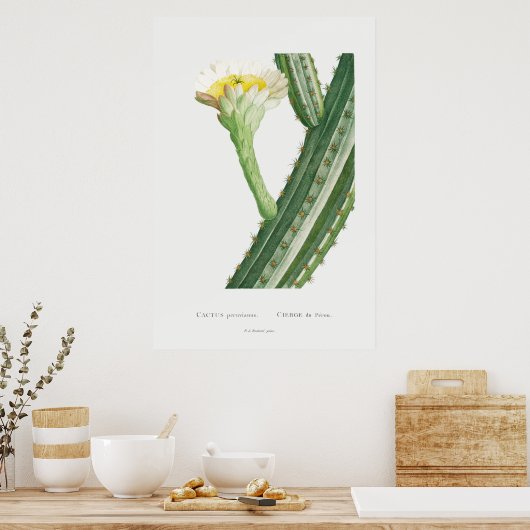 Cactus/Succulent Illustratie Poster (Keuken)