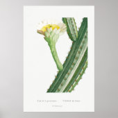 Cactus/Succulent Illustratie Poster (Voorkant)