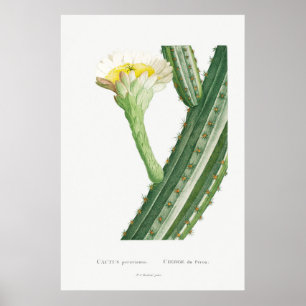  Cactus/Succulent Illustratie Poster