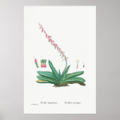  Cactus/Succulent Illustratie Poster (Voorkant)