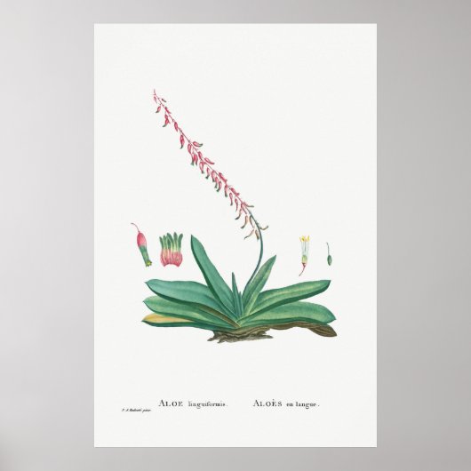  Cactus/Succulent Illustratie Poster (Voorkant)