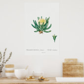  Cactus/Succulent Illustratie Poster (Keuken)