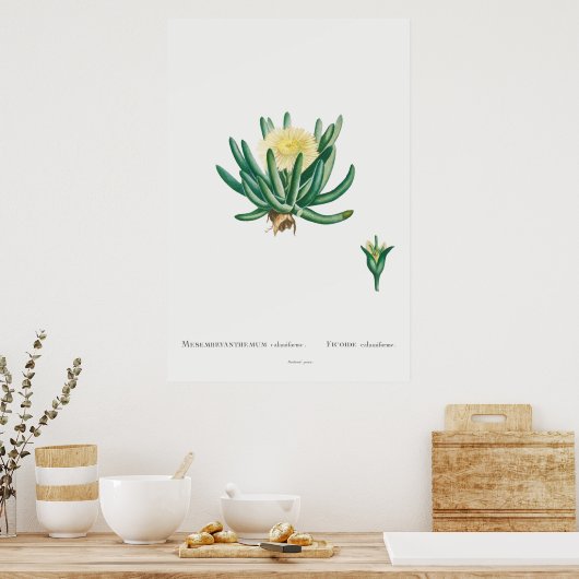  Cactus/Succulent Illustratie Poster (Keuken)
