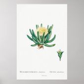  Cactus/Succulent Illustratie Poster (Voorkant)