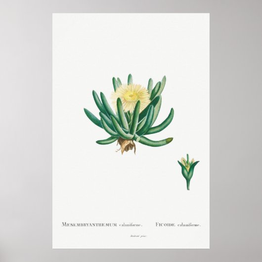  Cactus/Succulent Illustratie Poster (Voorkant)