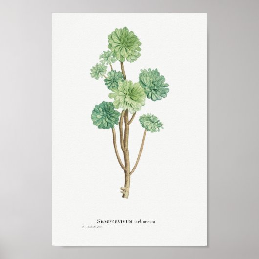  Cactus/Succulent Illustratie Poster (Voorkant)
