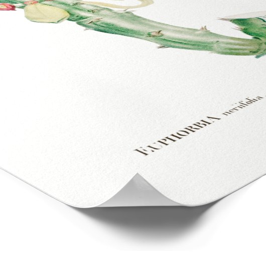  Cactus/Succulent Illustratie Poster (Hoek)