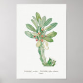 Cactus/Succulent Illustratie Poster (Voorkant)