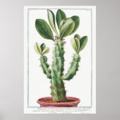  Cactus/Succulent Illustratie Poster (Voorkant)
