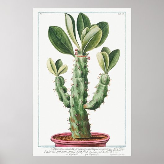  Cactus/Succulent Illustratie Poster (Voorkant)