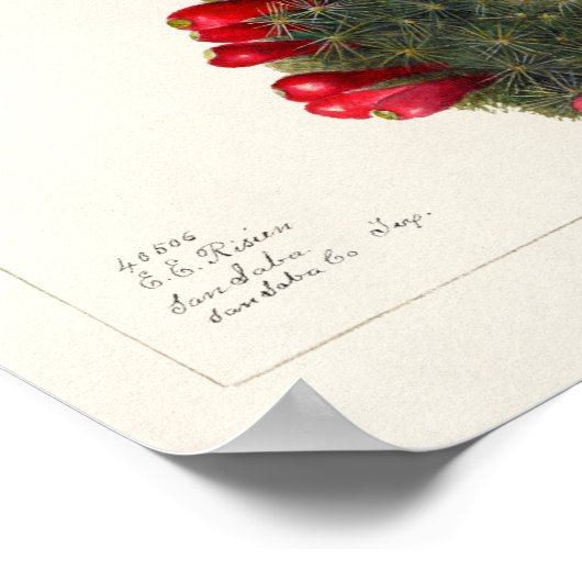  Cactus/Succulent Illustratie Poster (Hoek)