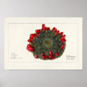  Cactus/Succulent Illustratie Poster (Voorkant)