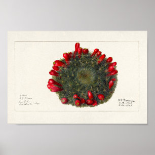  Cactus/Succulent Illustratie Poster