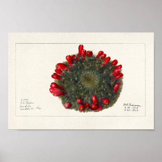  Cactus/Succulent Illustratie Poster (Voorkant)