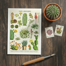 Cactus Succulenten Botanische Illustratie Ansichtk