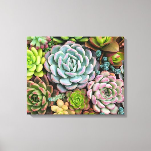Cactus Succulenten canvas print (Voorkant)
