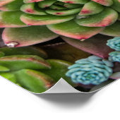 Cactus Succulenten poster (Hoek)