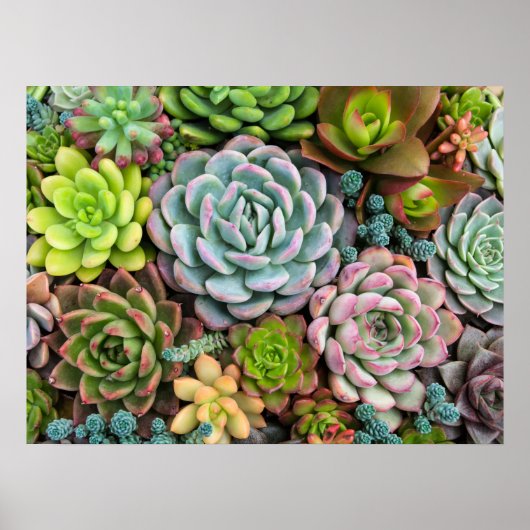 Cactus Succulenten poster (Voorkant)
