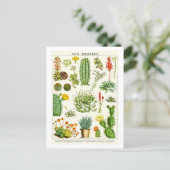 Cactus Succulents Botanical Illustration Postcard Briefkaart (Staand voorkant)