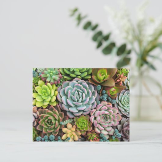 Cactus Succulents briefkaart (Staand voorkant)