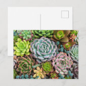 Cactus Succulents briefkaart (Voorkant / Achterkant)