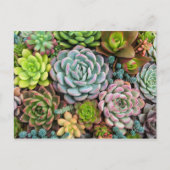 Cactus Succulents briefkaart (Voorkant)