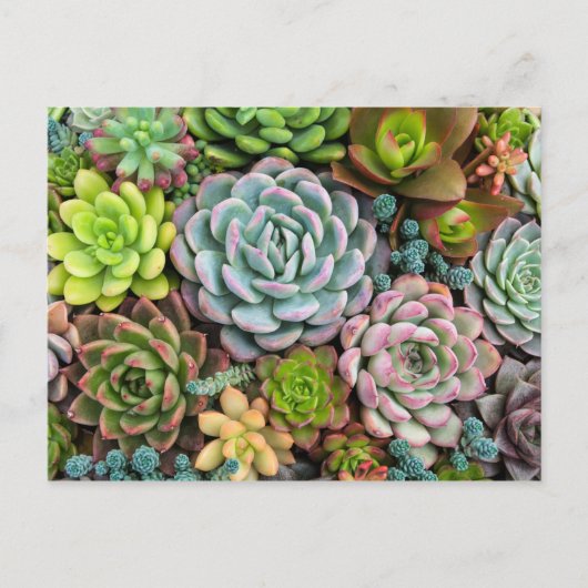 Cactus Succulents briefkaart (Voorkant)