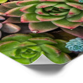 Cactus Succulents poster (Hoek)