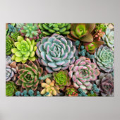 Cactus Succulents poster (Voorkant)