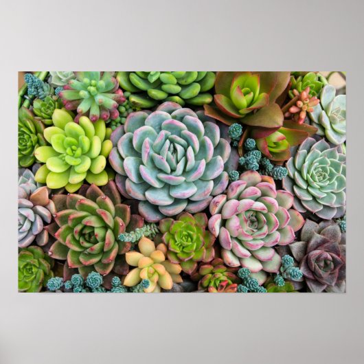 Cactus Succulents poster (Voorkant)
