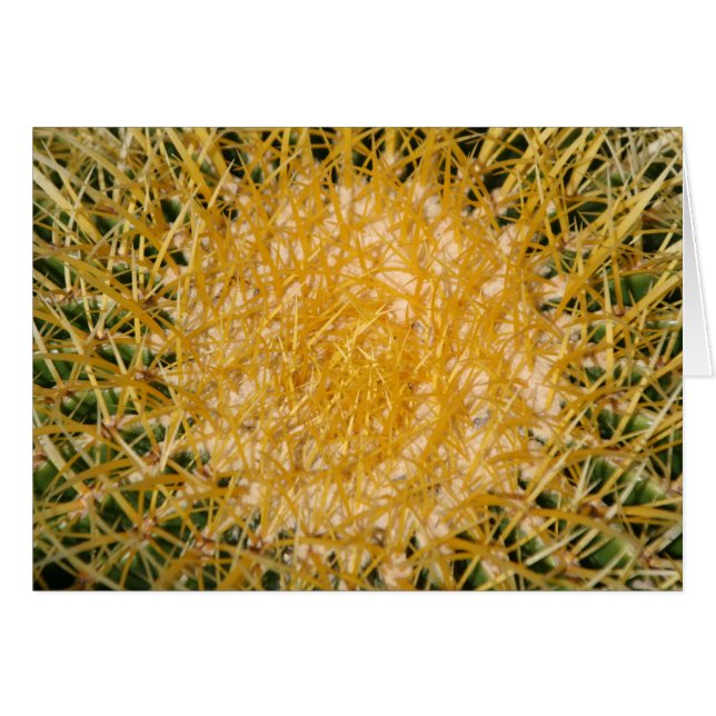 Cactus Sun (Voorkant Horizontaal)