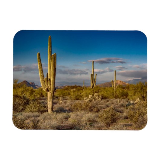 Cactus Sunset in Arizona Magneet (Horizontaal)