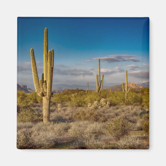Cactus Sunset in Arizona Magneet (Voorkant)