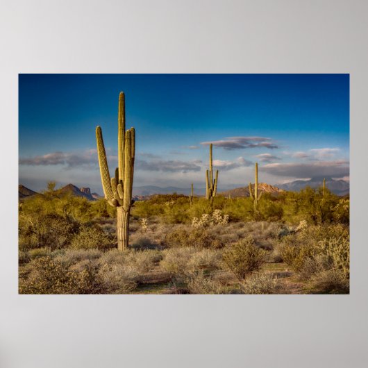 Cactus Sunset in Arizona Poster (Voorkant)