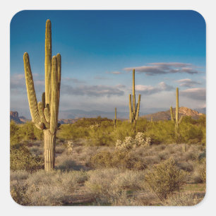 Cactus Sunset in Arizona Vierkante Sticker