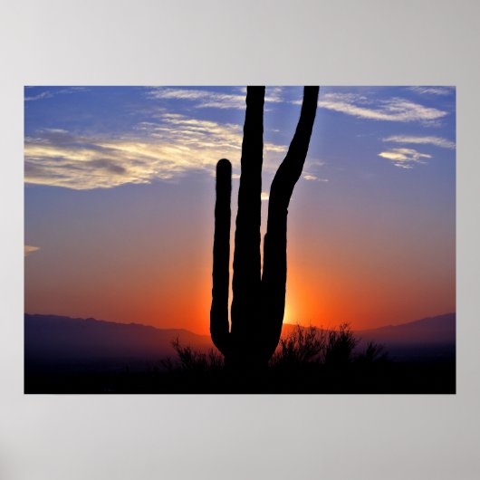 Cactus Sunset Poster (Voorkant)