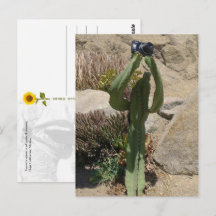 Cactus Toerist - ansichtkaart