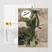 Cactus Toerist, zeg QUEEESO - ansichtkaart
