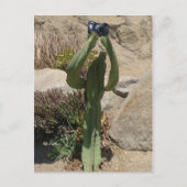 Cactus Tourist - briefkaart (Voorkant)