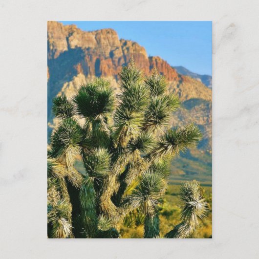 Cactus Tree Briefkaart (Voorkant)