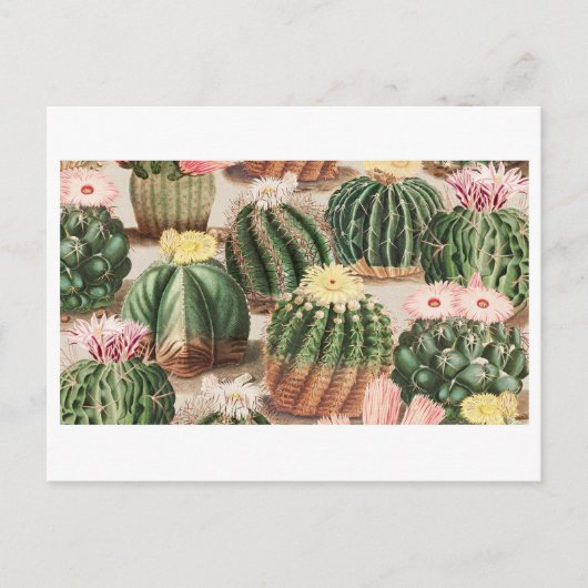 Cactus Tuin Ansichtkaart Briefkaart (Voorkant)