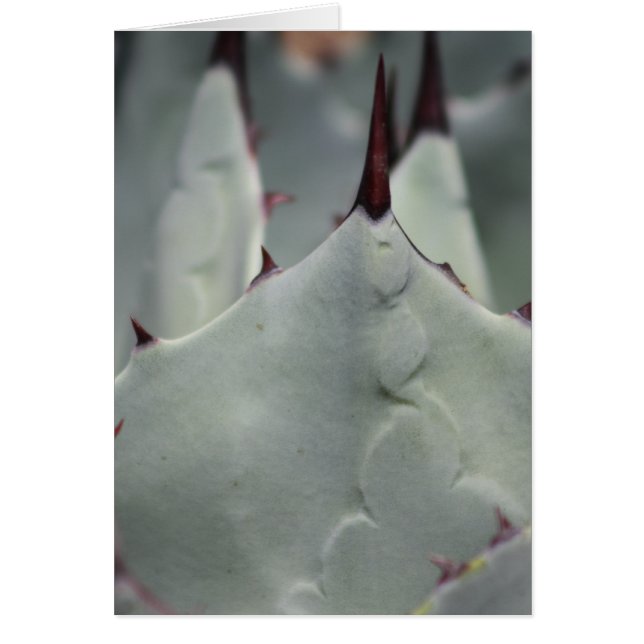 Cactus van de werf (Voorkant)