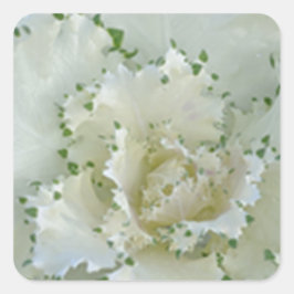 Cactus Vierkante Sticker