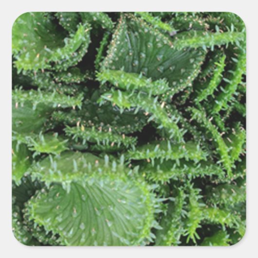 Cactus Vierkante Sticker (Voorkant)