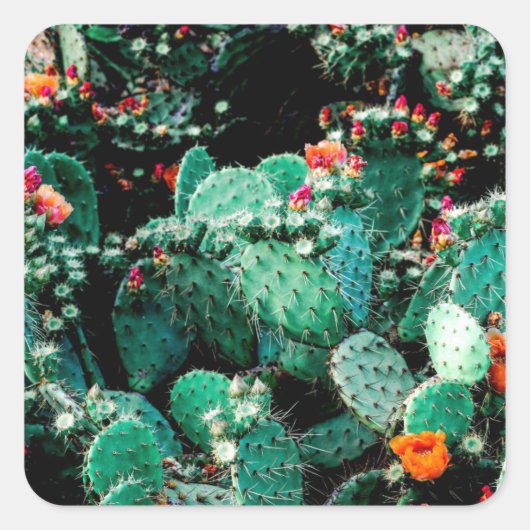 Cactus Vierkante Sticker (Voorkant)