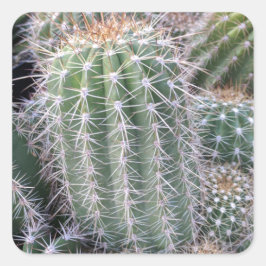 Cactus Vierkante Sticker