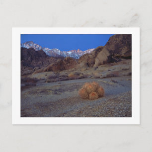 "Cactus with a Uitzicht" Briefkaart